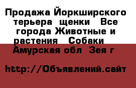 Продажа Йоркширского терьера, щенки - Все города Животные и растения » Собаки   . Амурская обл.,Зея г.